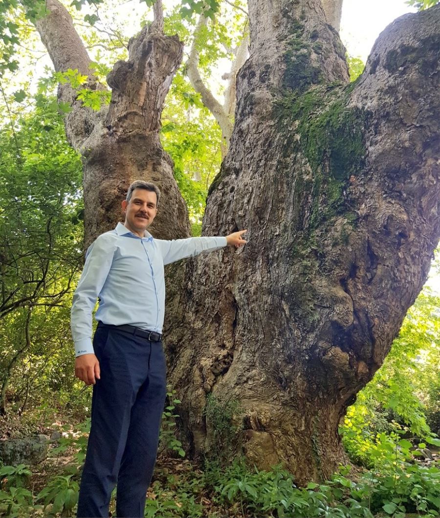  Bu ağaç Türkiye