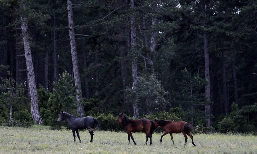 Yabani atlar drone ile görüntülendi