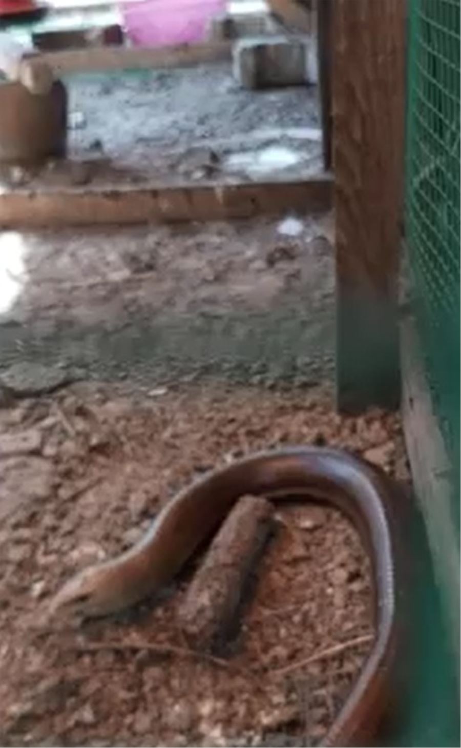 Görenler yılan zannedip öldürüyor 