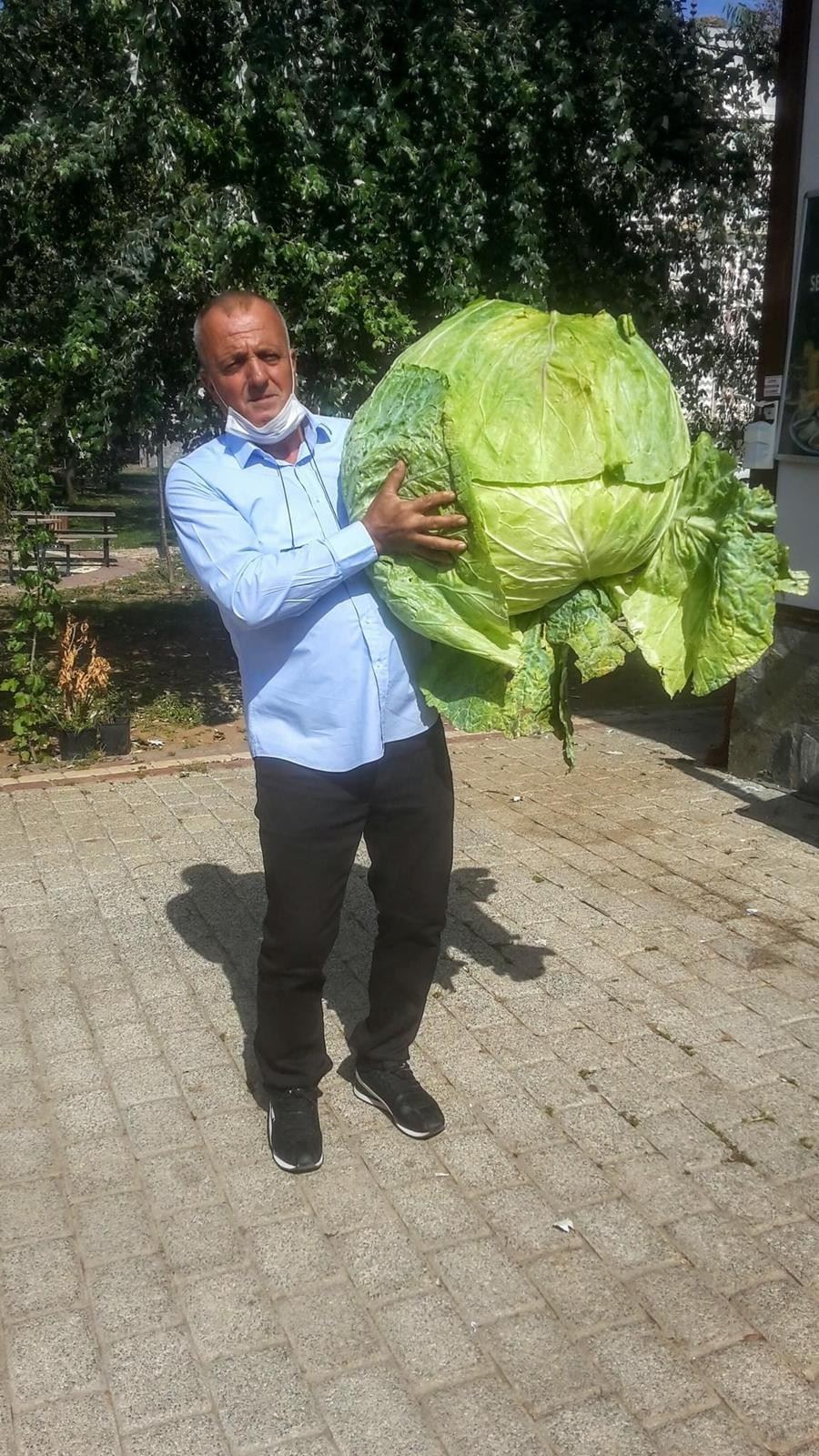  40 kilogramlık lahana şaşkına çevirdi. 