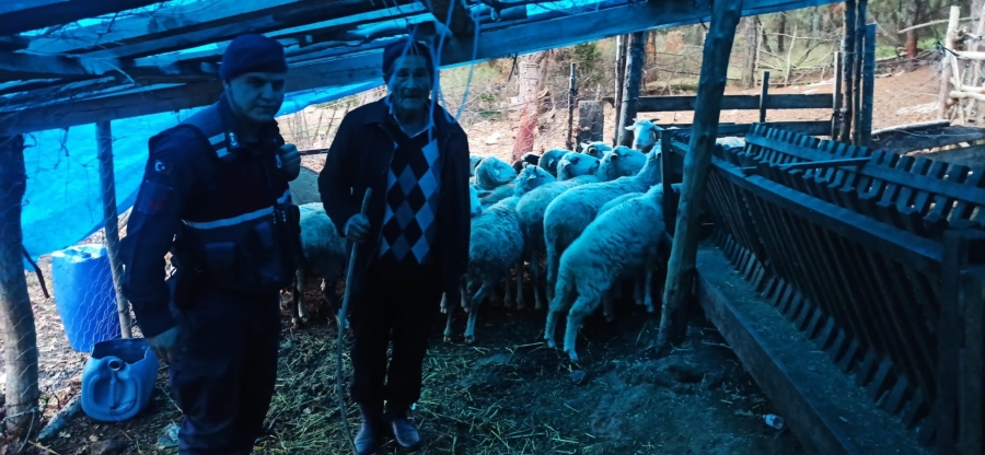 25 koyunu kaybolan kadının yardımına jandarma yetişti