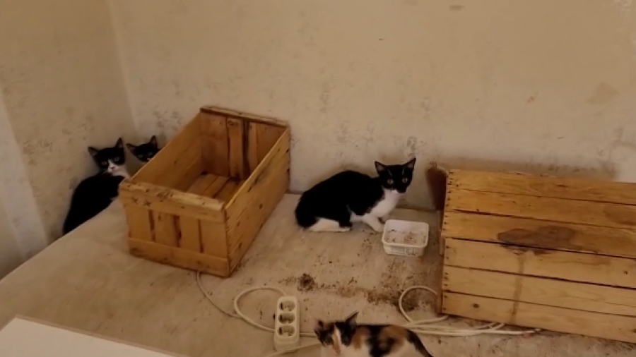 Çöp evden onlarca kedi çıktı