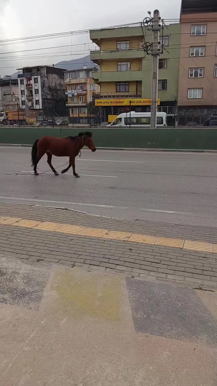 Bursa’da anayola çıkan at tehlike saçtı

