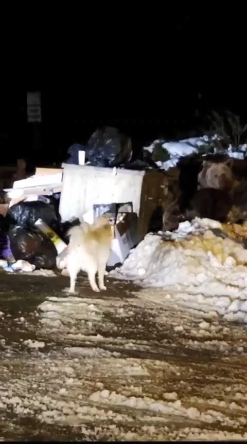 Uludağ’ın ‘Uyuyamayan’ ayı ailesi kendilerini rahatsız eden köpeğe saldırdı
