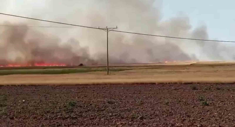 Ankara’da 500 dönümlük tarla yangında kül oldu
