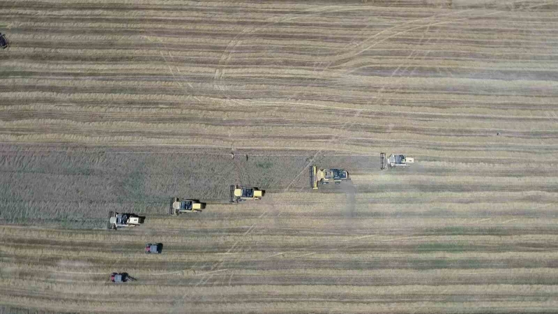 Gökhöyük’te buğday hasadı bereketli başladı: 5 bin ton üretim bekleniyor
