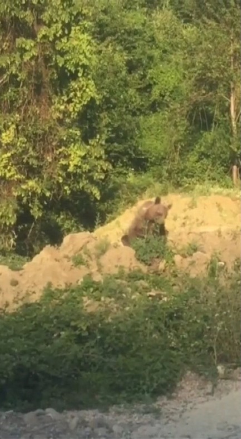 Sinop’ta ayı kameraya yakalandı
