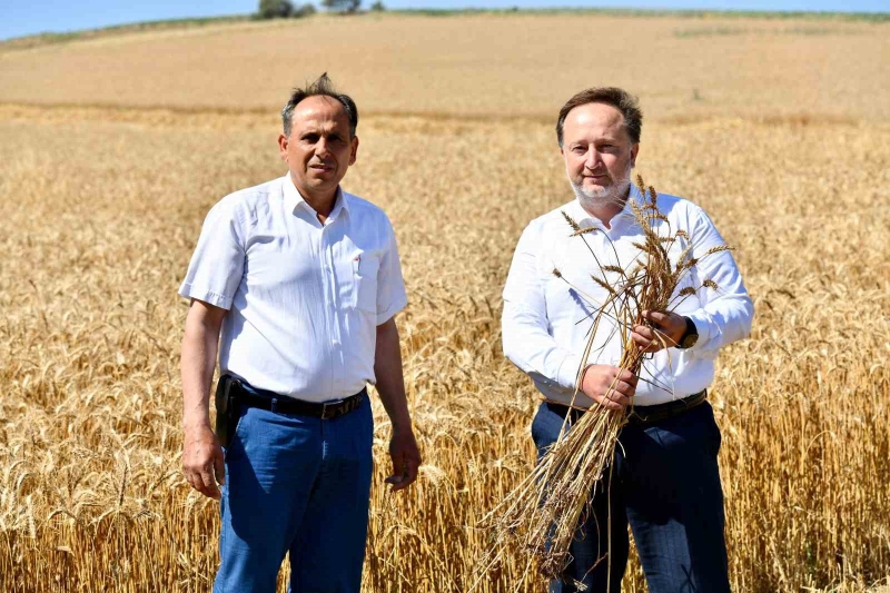Karesi Belediyesi’nin buğdayları hasat ediliyor
