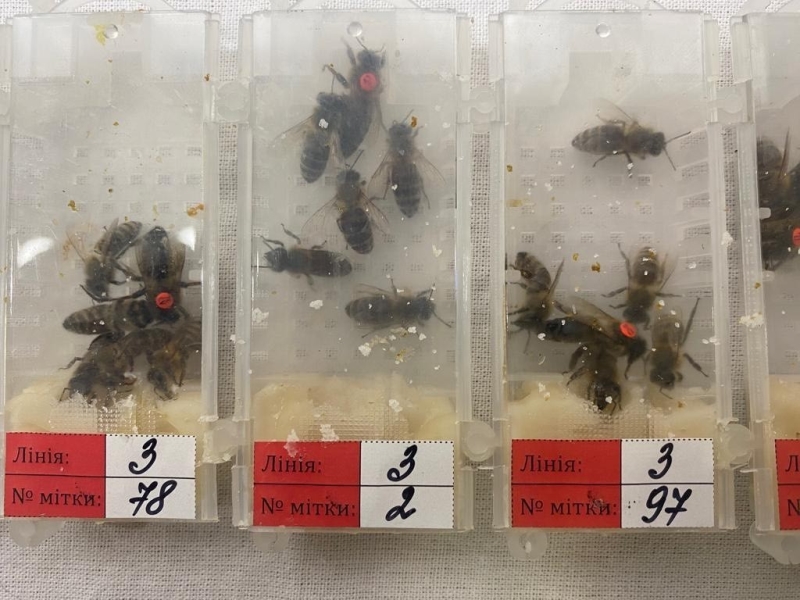 Sabiha Gökçen Havalimanı’ında bin 230 adet canlı arı ele geçirildi
