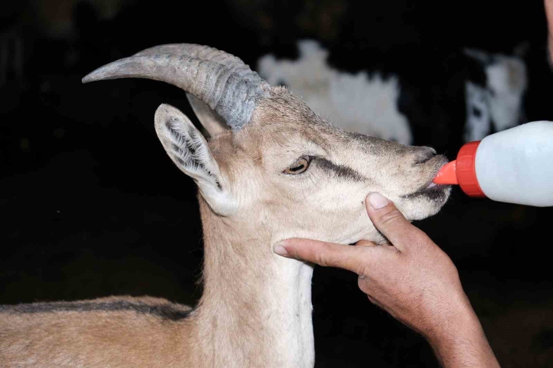 Erzincan’da buldukları yaralı yaban keçisini kendi keçi sürülerine katarak beslediler
