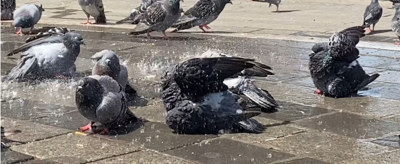 Bursa’da güvercinler kanatlarını açıp böyle serinledi
