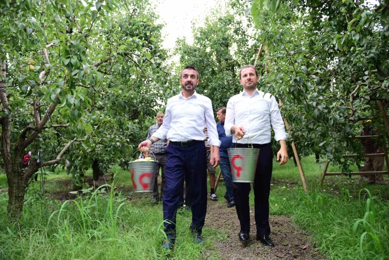 Bursa’da armut hasadı başladı... İlk meyveler Milletvekili Kılıç ve Başkan Tanır’dan

