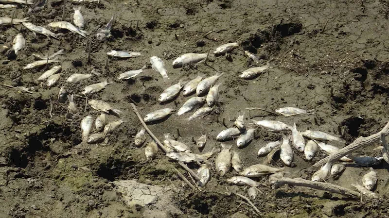 (Özel) Çınarcık Barajı’nı besleyen Kocasu Deresi’nde balık ölümleri
