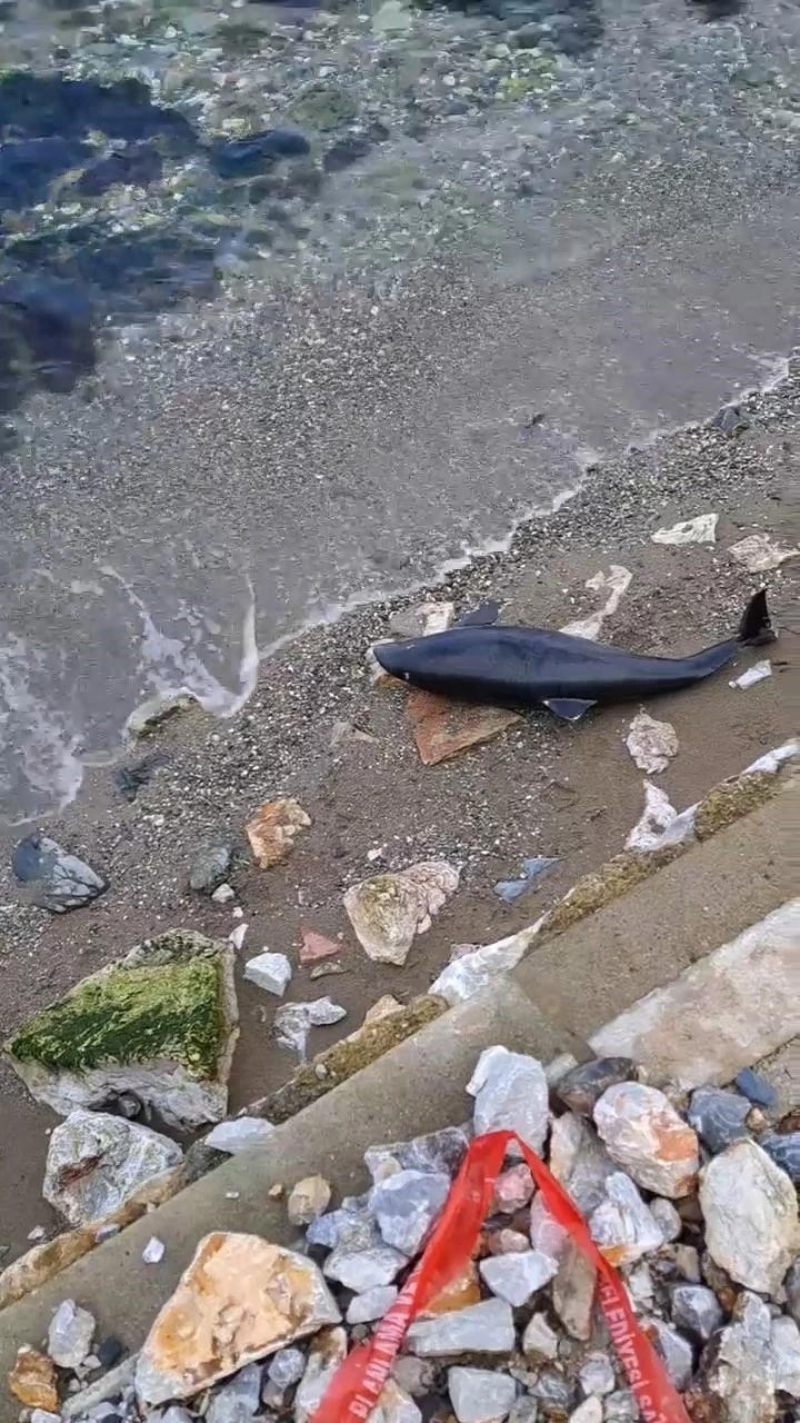 Bursa’da ölü yavru yunus balığı karaya vurdu
