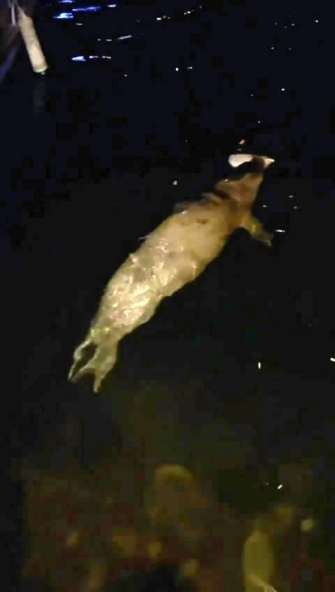 Mudanya’da denizde fok balığı görüldü
