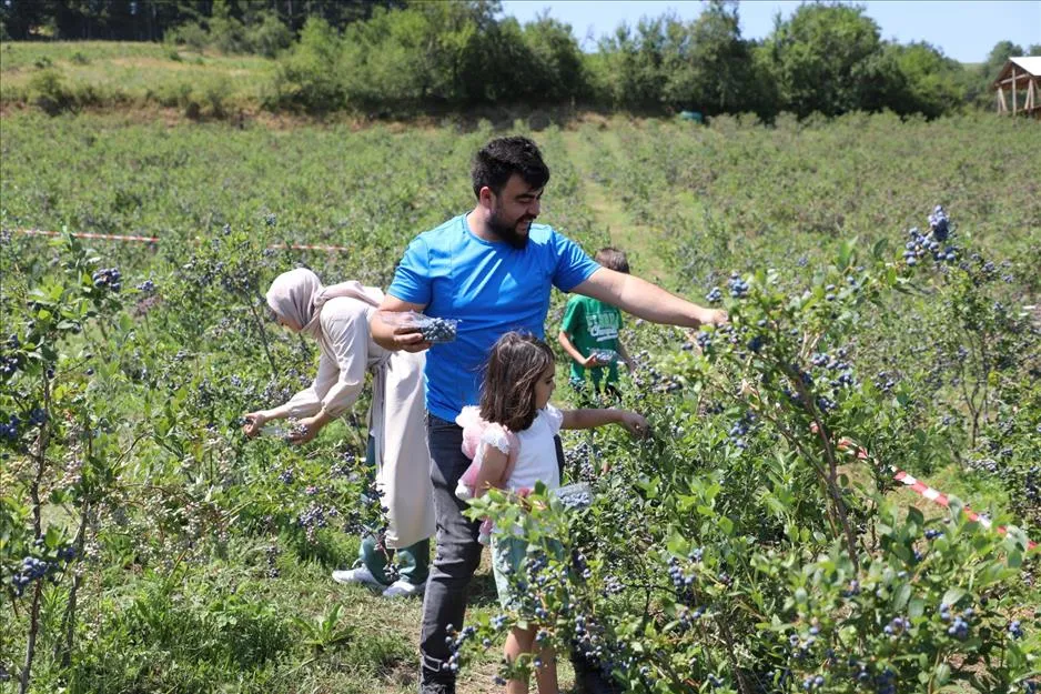 Mavi Yemişte Hasat Başladı