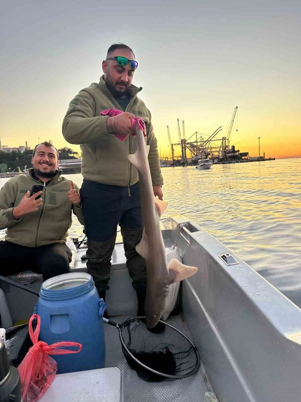 Gemlik Körfezi’nde balıkçıların oltasına köpek balığı takıldı
