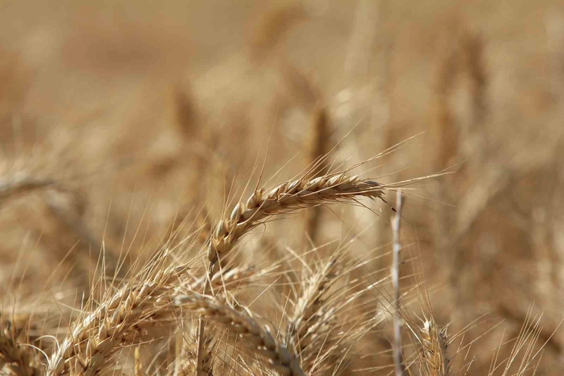 Küresel tahıl üretiminde 105 milyon tonluk rekor artış bekleniyor
