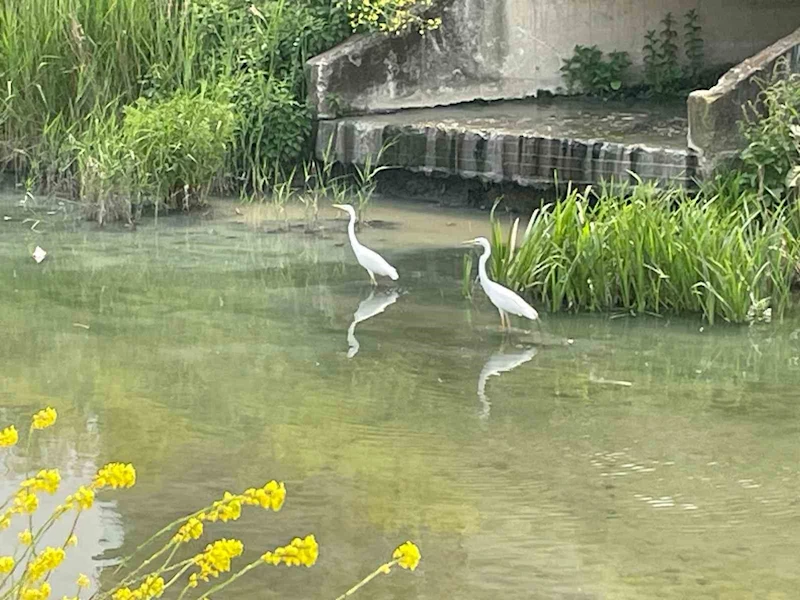 Nilüfer Çayı’nın yolunu şaşıran 