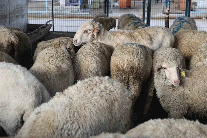 Nilüfer Kurban Bayramı’na hazır
