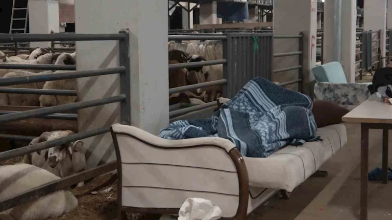 Bursa’da koyunlarla ’koyun koyuna’ nöbet
