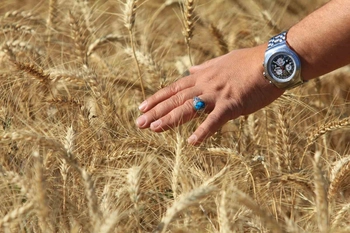 Bursa Büyükşehirden "cendere buğdayı" tohumu desteği
