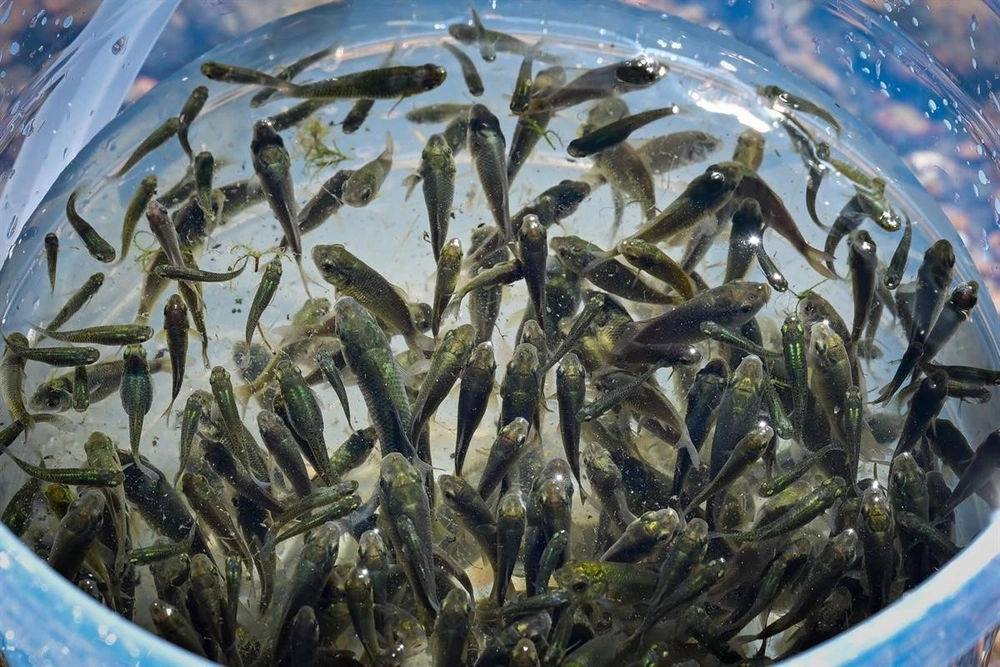 Kırklareli Barajı'na 450 Bin Yavru Sazan Bırakıldı