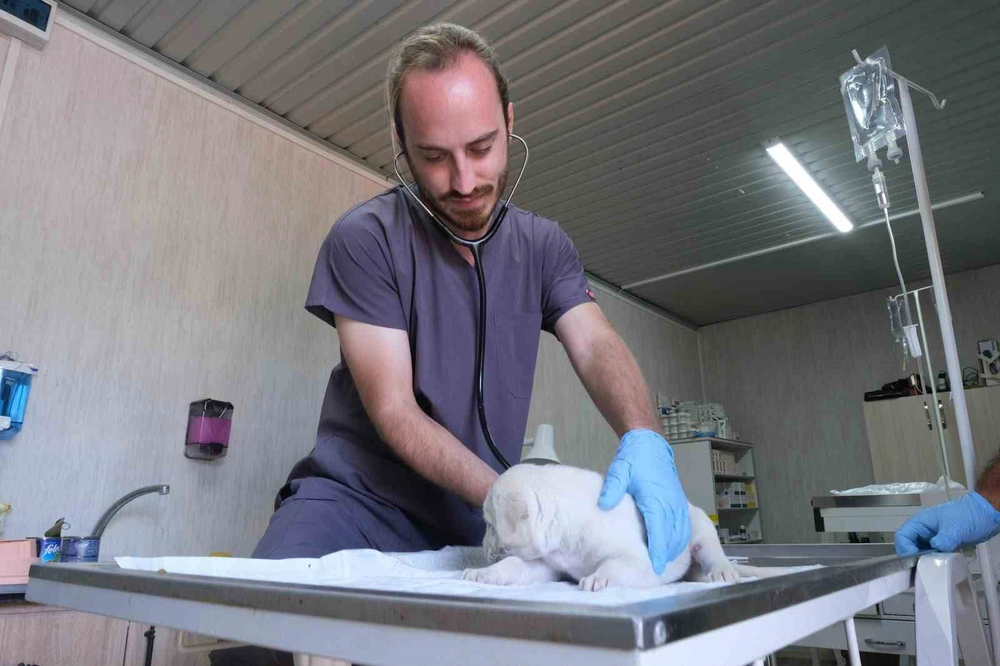Altıeylül'de Sahiplen Sevgini Paylaş Etkinliği Düzenlenecek
