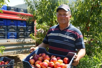 Bilecik'te Meyve Suyu Fabrikaları Üreticiden 5 Liraya Ürün Alıyor