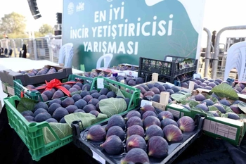 12. Akçalar Fadıllı İncir Festivali 13 Eylül'de Göl Kıyısında